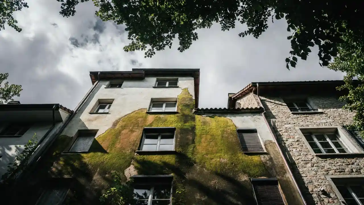 Mooswachstum an Gebäudefassaden durch Feuchtigkeit und fehlende Sonneneinstrahlung an einer Außenwand in Zürich